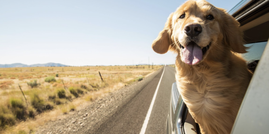 Pawsome Australian Road Trips for You and Your Pup to Enjoy